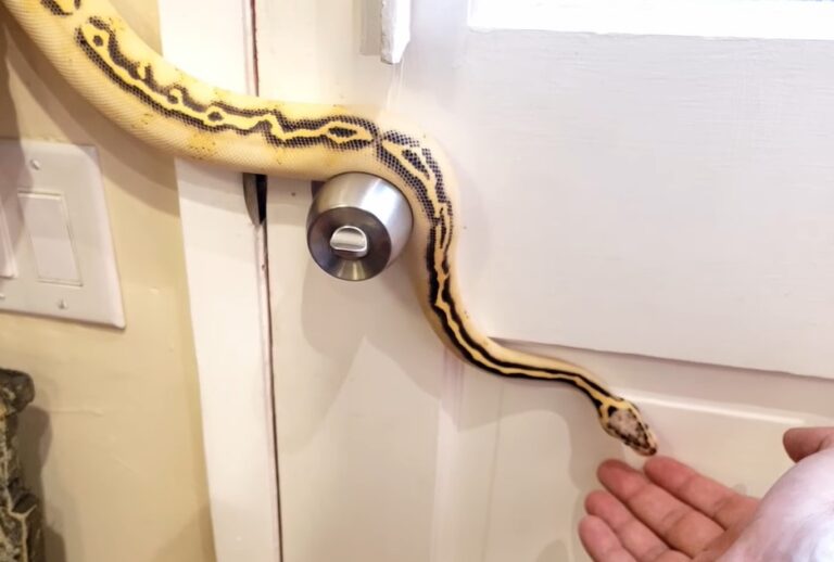Why is Ball Python so Active