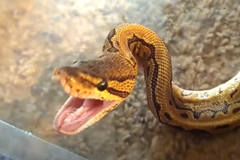 Why Does My Ball Python Yawn So Much