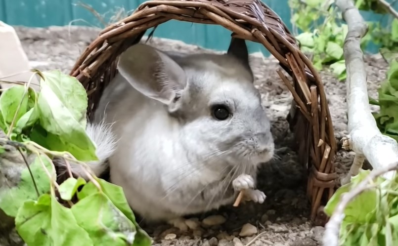 How Hard is It to Take Care of a Chinchilla
