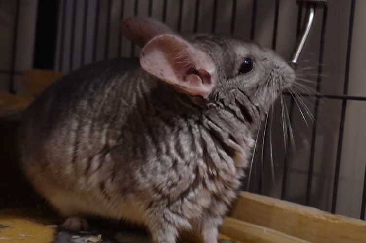 How many times a day do chinchillas poop
