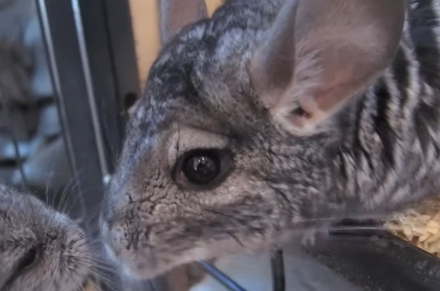 What does it mean when a chinchilla squeaks