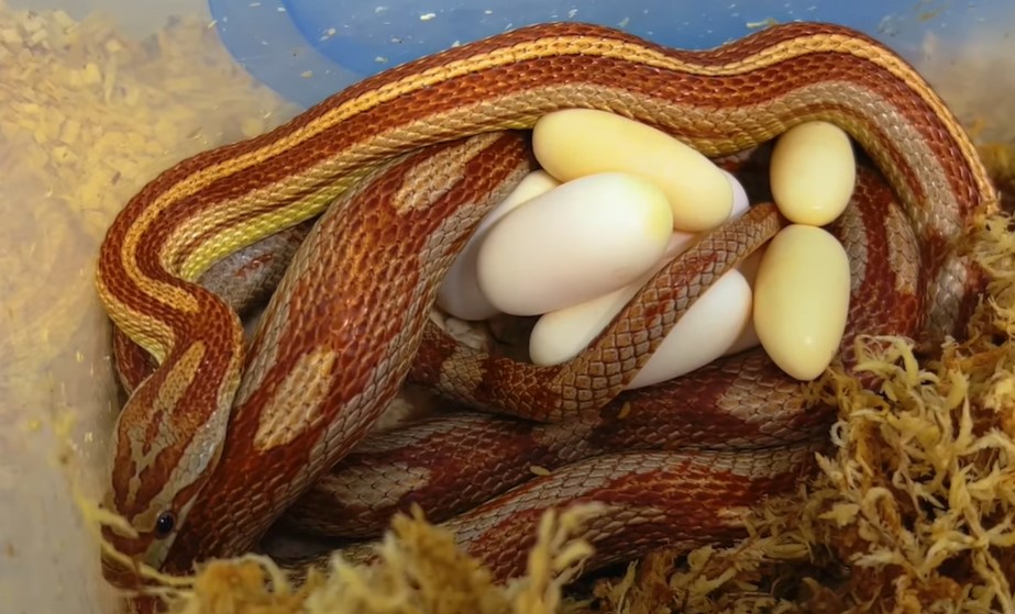Why Corn Snake Eggs Hatching