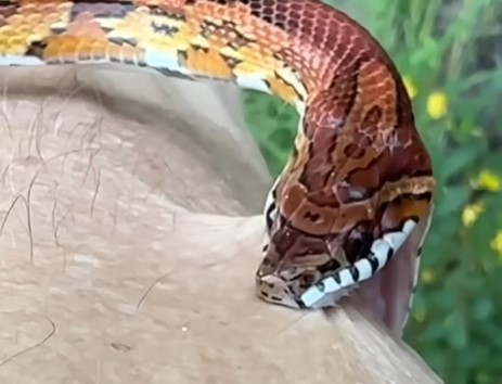 What to Do If Your Pet Corn Snake Bites You