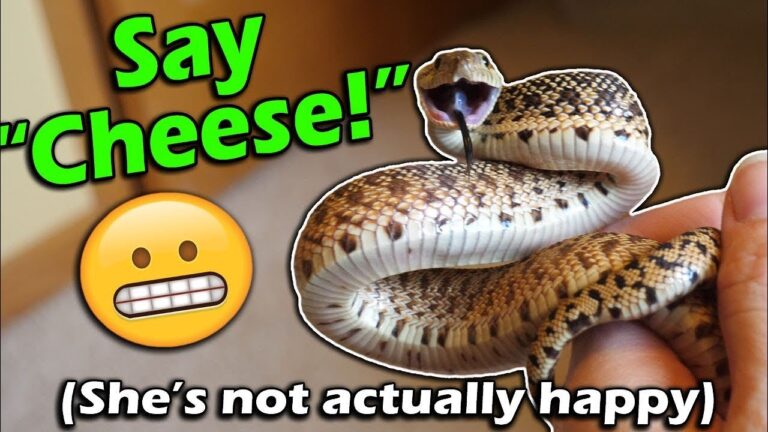 How Do You Know If Your Corn Snake is Happy?