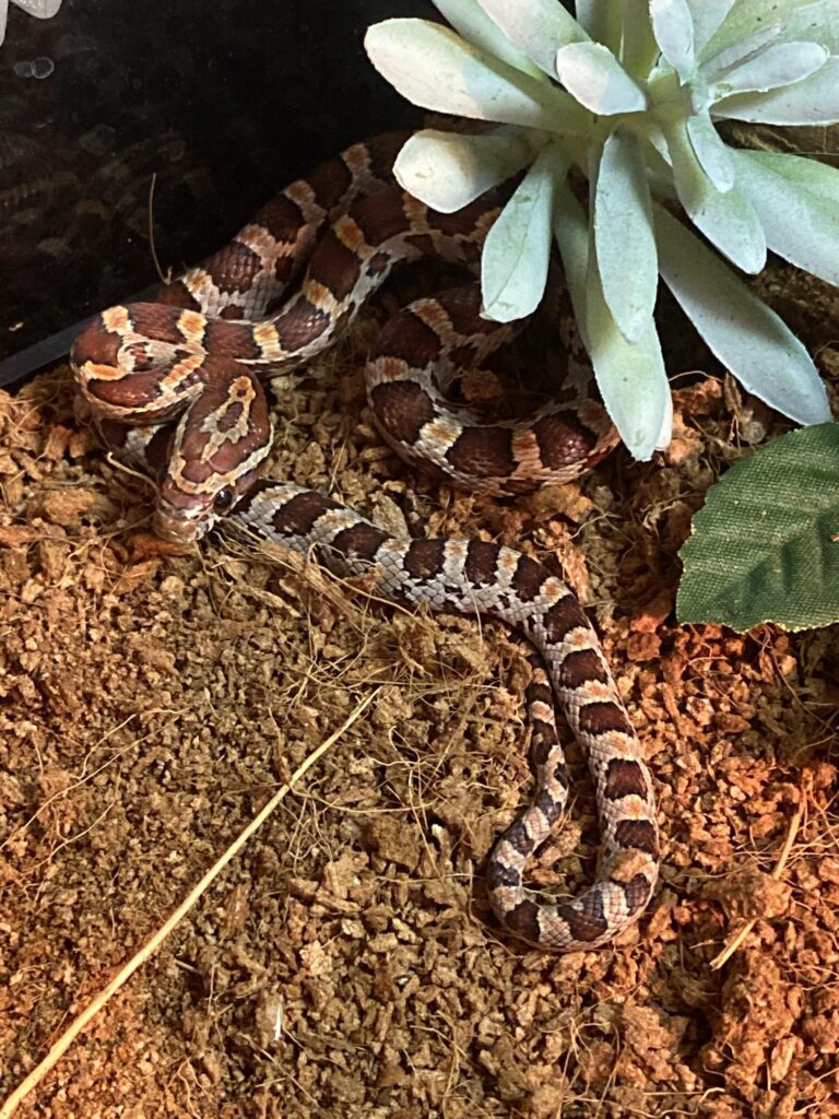 What to Do If Your Baby Corn Snake Won'T Eat?