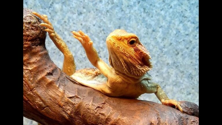 Why Do Bearded Dragons Wave?
