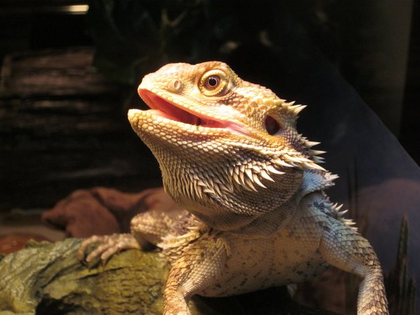 Why is My Bearded Dragons Mouth Open?